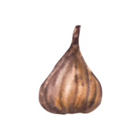 getrocknet Feige Frucht, trocken Früchte Essen Snack, verschiedene Formen. Essen, Pflanze Clip Art zum Karte, Etikett, Aufkleber, Logo, Preis Etikett drucken Hand gezeichnet Aquarell Illustration. png