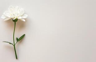 un soltero blanco flor en un blanco antecedentes foto