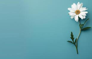 White Flower Blooming on Blue Background photo