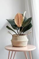Potted Plant on Table photo