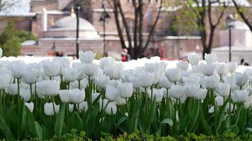 Weiß Tulpen im ein Garten beim Beliebt Tourist Ziel video