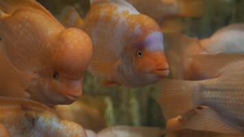 Marine biology study group of fish swimming together in a tank video