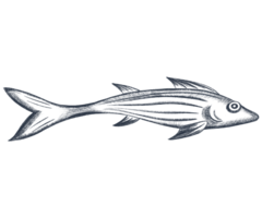 hand- getrokken schetsen van vis. potlood illustratie van vis. zwart en wit grafiek in wijnoogst stijl. png