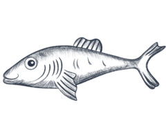 Pencil sketch illustration of fish. Monochrome fish. Black and white graphics in vintage style. png