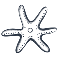 Hand drawn starfish. Sketch pencil illustration of starfish. Monochrome starfish. Black and white graphics in vintage style. png