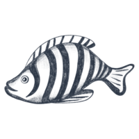 Hand drawn sketch of fish. Pencil illustration of fish. Black and white graphics in vintage style. png