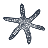 Hand drawn starfish. Sketch pencil illustration of starfish. Monochrome starfish. Black and white graphics in vintage style. png
