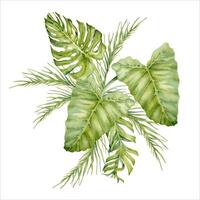 Tropical leaves composition with monstera, banana and palm tree branches. Watercolor illustration isolated on white background. Exotic jungle vegetation design for summer beach themed cards and prints vector