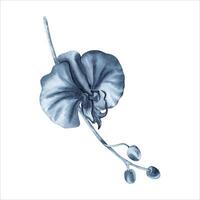 Blue orchid flower on plant stem with buds. Watercolor hand drawn illustration isolated on white background. Indigo monochrome floral painting for fashion, beauty products, dress pattern, wedding card vector