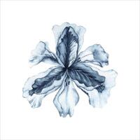 Iris flower watercolor painting. Hand drawn illustration isolated on white background. Indigo Blue monochrome floral element for fashion, beauty products, tattoos, summer dress patterns, card designs vector