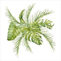 Tropical leaves composition with monstera, banana and palm tree branches. Watercolor illustration isolated on white background. Exotic jungle vegetation design for summer beach themed cards and prints vector