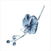 Blue orchid flower on stem watercolor plant. Hand drawn illustration isolated on white background. Indigo monochrome floral painting for fashion, beauty products, tattoos, dress patterns, card designs vector