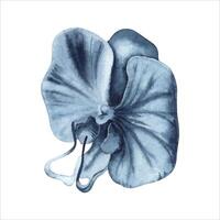 Blue orchid flower watercolor painting. Hand drawn illustration isolated on white background. Indigo monochrome floral element for fashion, beauty products, tattoos, dress patterns, botanical designs vector