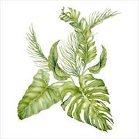 Tropical leaves composition with monstera, banana and palm tree branches. Watercolor illustration isolated on white background. Exotic jungle vegetation design for summer beach themed cards and prints vector