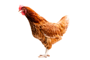 Huhn, voll Körper von braun Hähnchen Henne Stehen isoliert transparent Hintergrund, Verlegung Hühner Bauern Konzept, Datei png