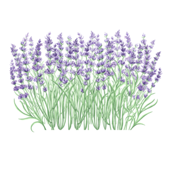 lavendel- blommor lila vattenfärg delikat sammansättning. isolerat hand dragen illustration. blommig bukett, örter av provence. botanisk teckning mall för kort, skriva ut, paket, servis, textil. png