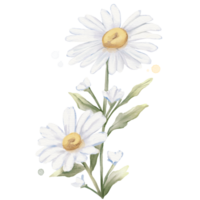 Marguerite fleur aquarelle isolé png