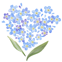 vergessen mich nicht Herz Blume Aquarell isoliert png