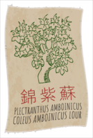 Drawing PLECTRANTHUS AMBOINICUS in Chinese. Hand drawn illustration. The Latin name is COLEUS AMBOINICUS LOUR. png