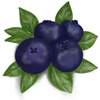 branch of blueberry with green leaves png