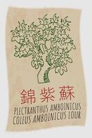 dibujo plectranthus amboinicus en chino. mano dibujado ilustración. el latín nombre es coleo amboinicus ponerse ceñudo. vector