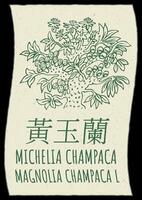 Drawing MICHELIA CHAMPACA in Chinese. Hand drawn illustration. The Latin name is MAGNOLIA CHAMPACA L. vector