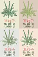 Set of drawing PLANTAINS in Chinese in various colors. Hand drawn illustration. The Latin name is PLANTAGO SP. vector