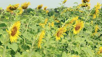 lindo amarelo girassol dentro a campo, natureza campo às pôr do sol dentro verão fundo video