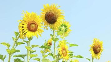 bellissimo giallo girasole nel il campo, natura campo a tramonto nel estate sfondo video