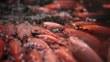 een kudde van tilapia vis is onder vloeiende water. video