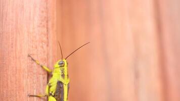 fechar acima do uma verde gafanhoto sentado em uma Castanho fundo. video