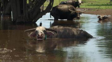 Cow bathes in a pond. Indonesian farm animals video