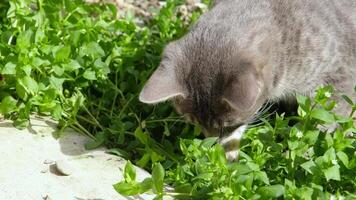 mignonne gris tigré chat en marchant dans herbe, en jouant chasser video