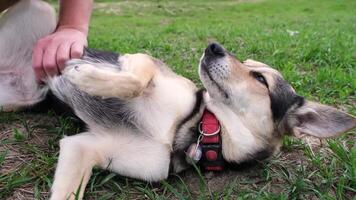 wide angle view of a cute mixed breed dog with red collar lying in spring grass enjoying the walk in nature, owner stroking dog video