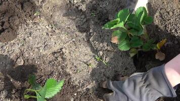 Hands in gardening gloves plant a strawberry plant in a raised bed. video