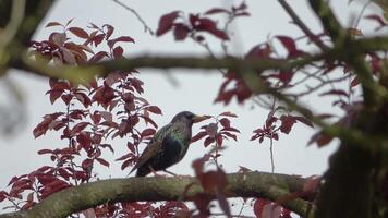 une étourneau oiseau sur une branche regards autour pour une copain. video