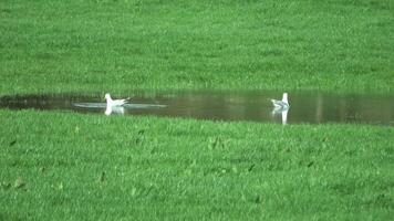 två seagulls i en små damm på en grön fält. video