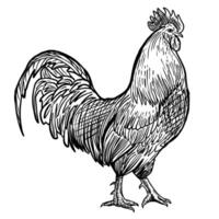 bosquejo. granja. gallo. mano dibujo. aislado en blanco antecedentes vector