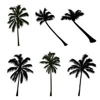 Coconut Tree Silhouette Collection vector