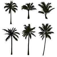 Coconut Tree Silhouette Collection vector