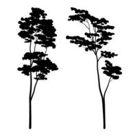 Albizia chinensis or commonly named silk tree silhouette collection vector
