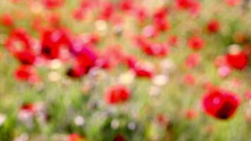 Blurred field with red color poppies and other wildflowers in bright daylight. Beautiful bokeh background. Nature concept summer, spring, biology, fauna, environment, ecosystem video