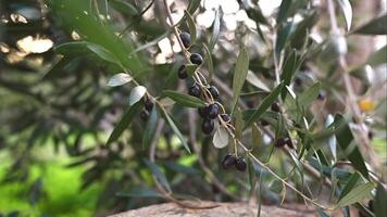 natuur van chios Griekenland. selectief focus Aan olijf- boom takken met zwart olijven zwaaiend in langzaam beweging. arm oogst, laag inkomen. concept ecosysteem. video