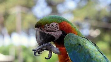 A funny giant parrot cleans his paw after eating a piece of greek koulouri bread with sesame seeds. Close-up picture. Selective focus. Exotic brazilian bird. Macaw Ara ararauna portait video