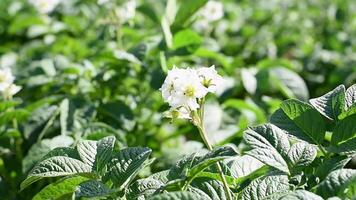 champ de floraison patates dans printemps. moyen proche en haut de blanc épanouissement fleurs de pomme de terre. video