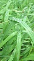 Green grass in droplets after rain close-up. Beautiful abstract background. Rural countryside view of wild nature meadow field on sunny spring season. Vertical footage macro view video