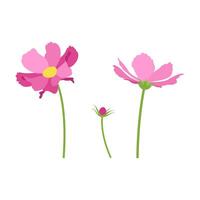 Set of pink cosmos flowers, stems, bud, flowers. , white background. vector