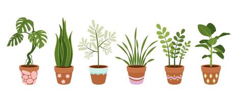 Set of large indoor plants in beautiful pots. on white background. vector