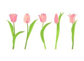 Set of five pink tulips. illustration on a white background. vector