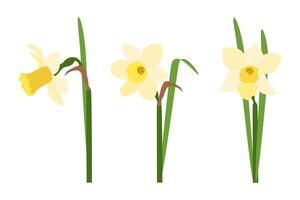 Set of three yellow daffodils on a white background. . vector